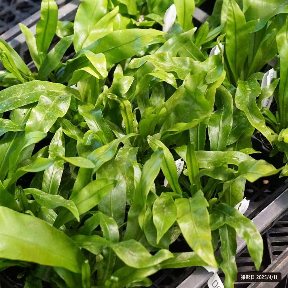 アスプレニウム シマオオタニワタリ 苗 販売 苗木部 By 花ひろばオンライン