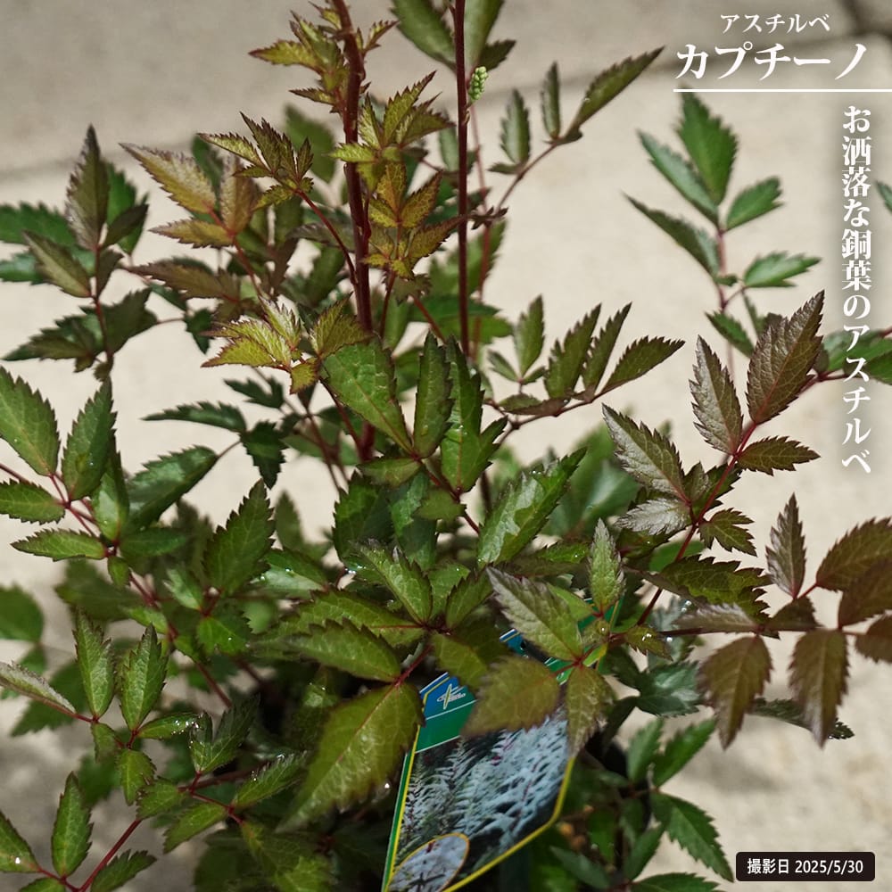 アスチルベ カプチーノ 