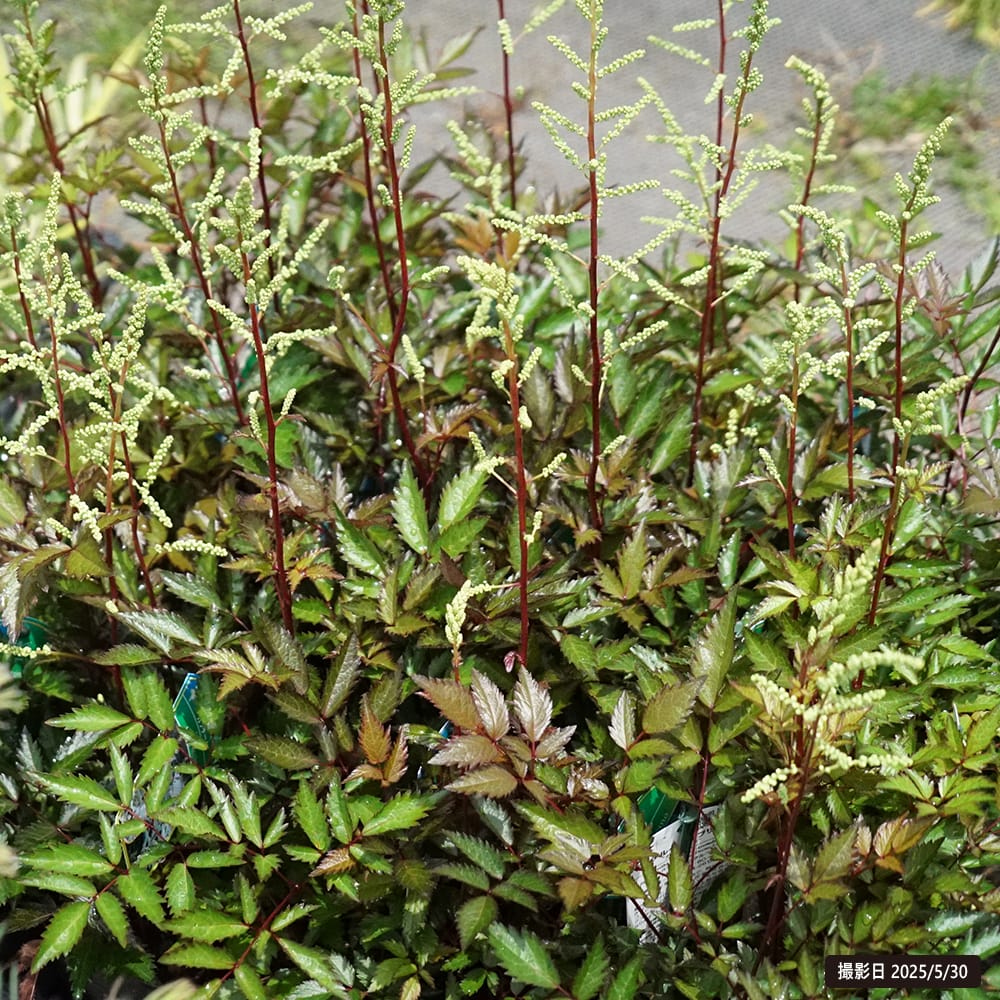 アスチルベ カプチーノ 1