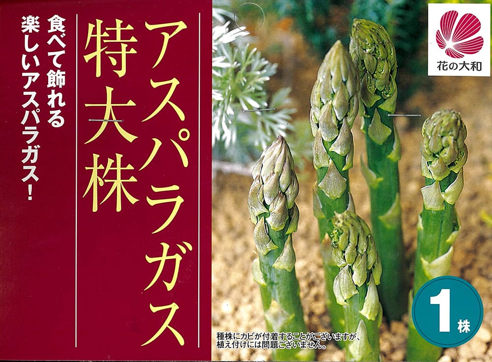 アスパラガス  1