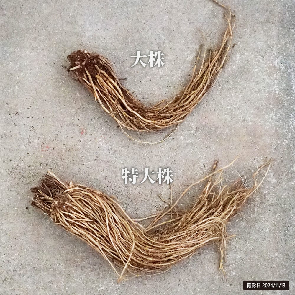 アスパラガス  3