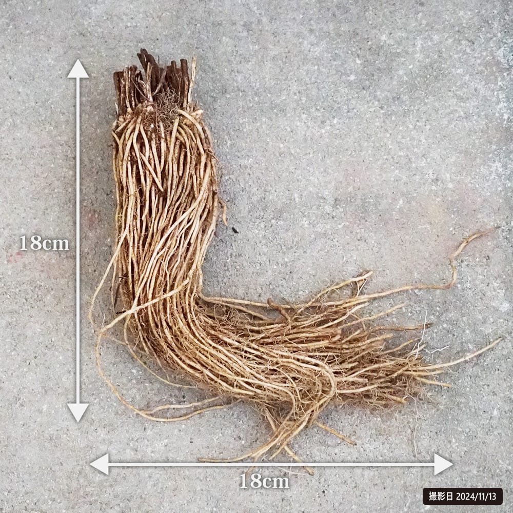 アスパラガス  2