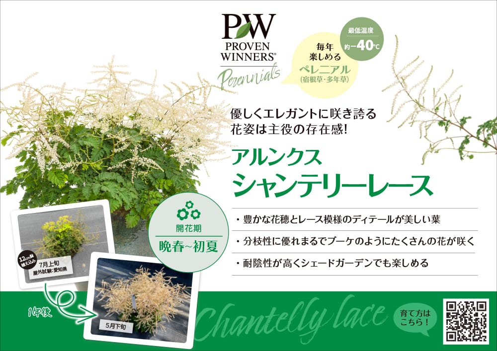 アルンクス シャンテリーレース 3