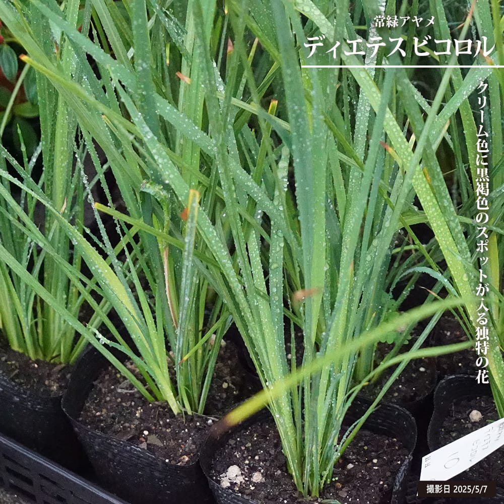 ディエテス ビコロル 