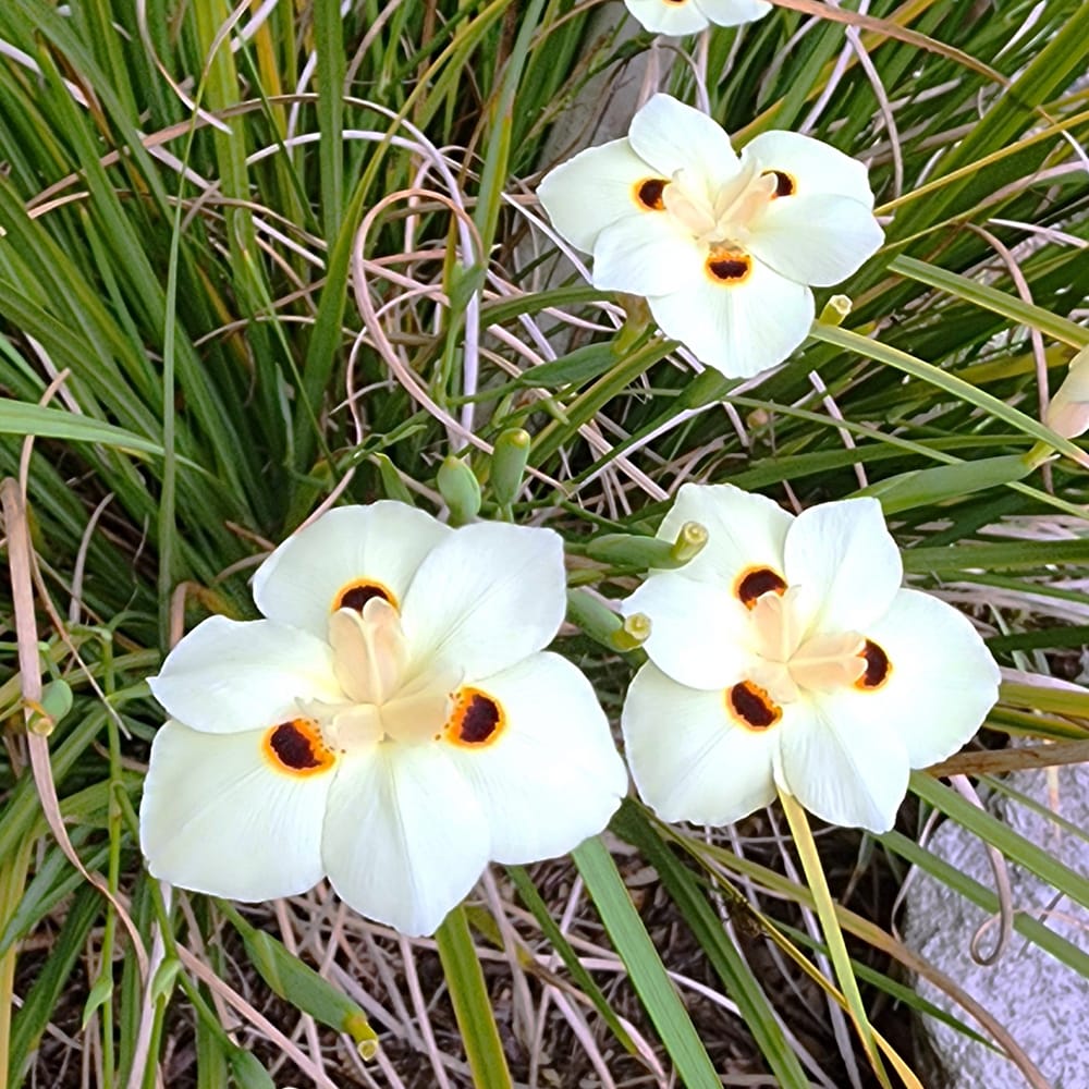 ディエテス ビコロル 2