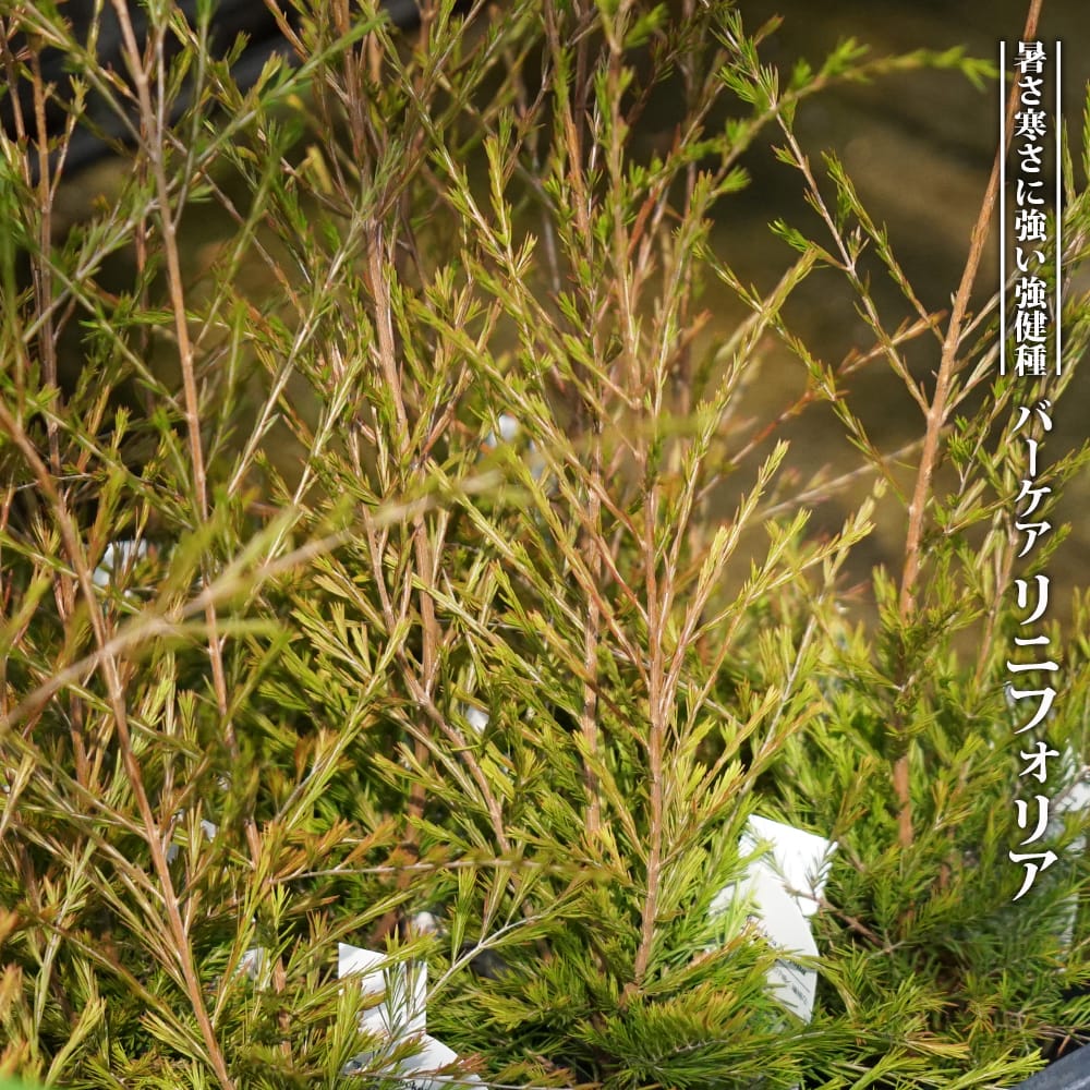 バーケア リニフォリア 
