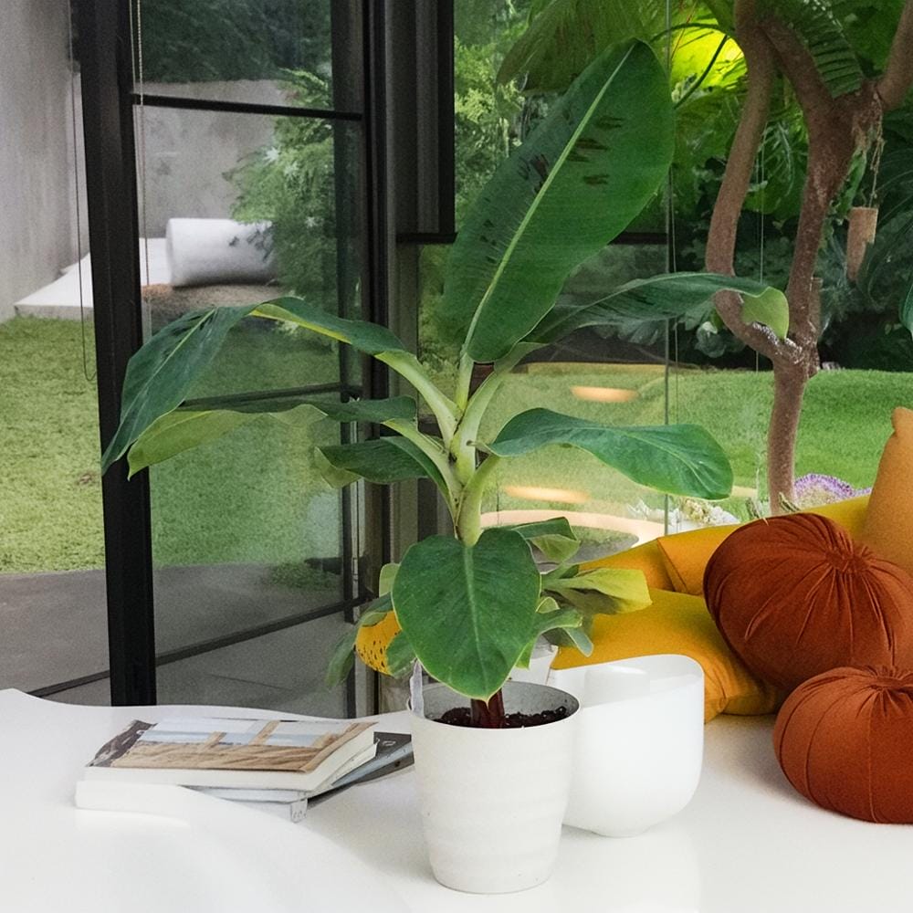 バナナ 矮性 三尺バナナ 苗 おすすめ 苗木部 By 花ひろばオンライン