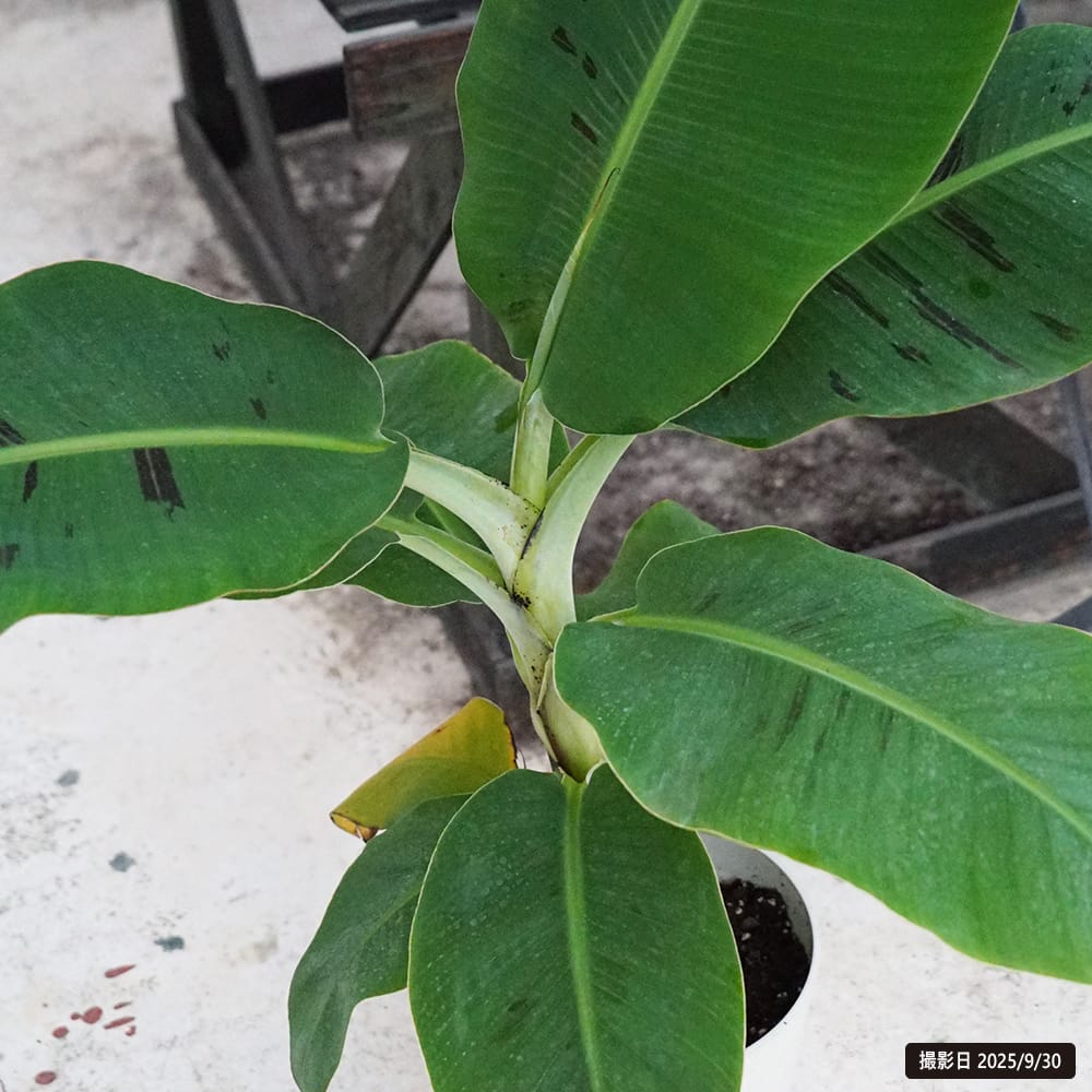 バナナ 三尺バナナ 2