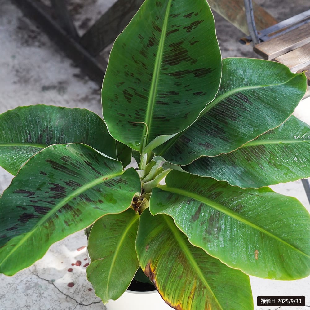 バナナ 矮性 ドワーフモンキーバナナ 苗 育て方 苗木部 By 花ひろば