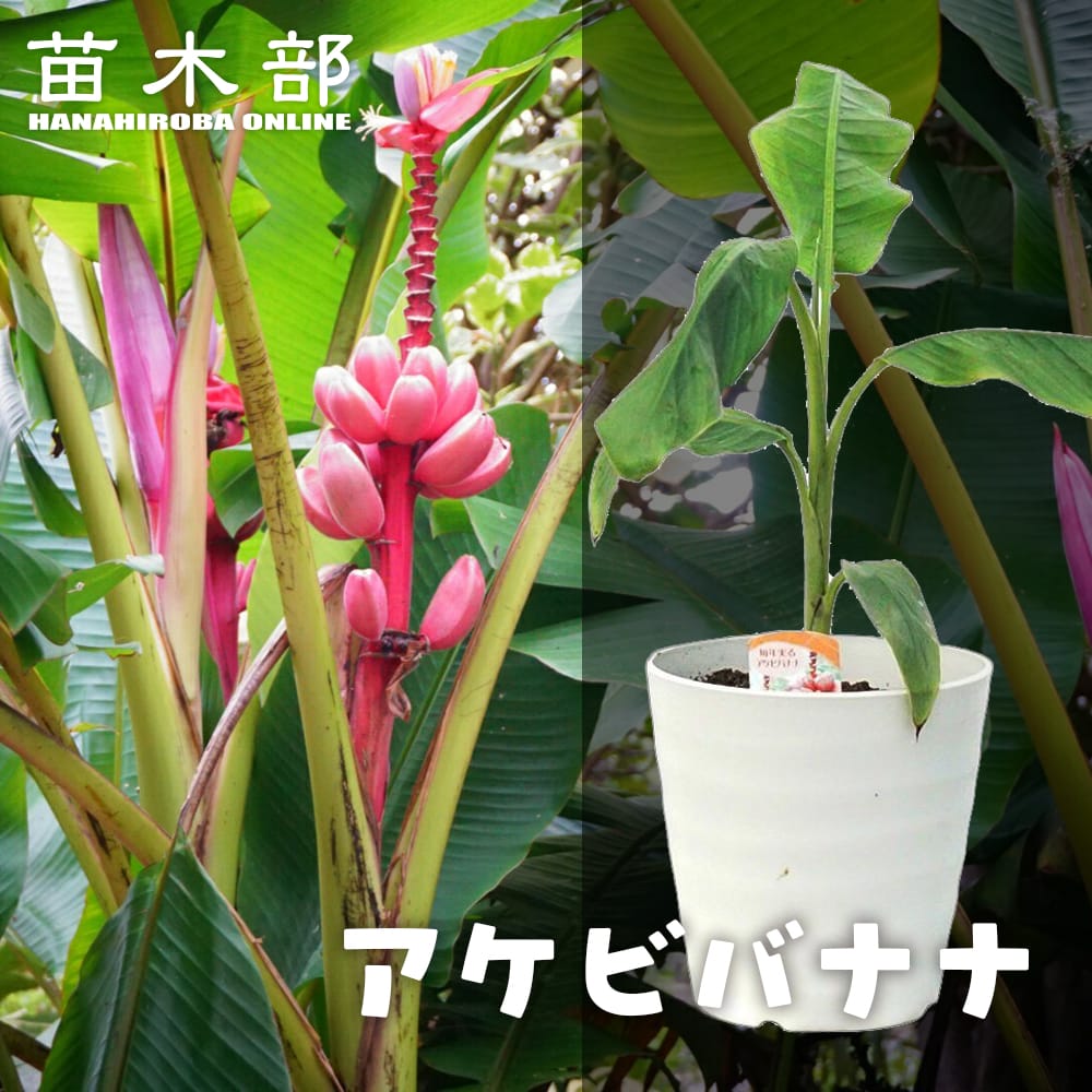 バナナ アケビバナナ 