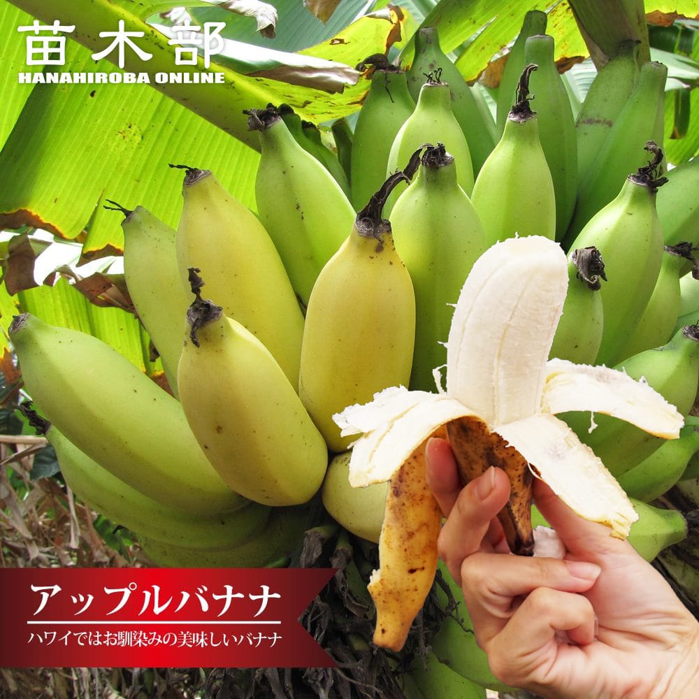 バナナ アップルバナナ 苗 通販 苗木部 By 花ひろばオンライン