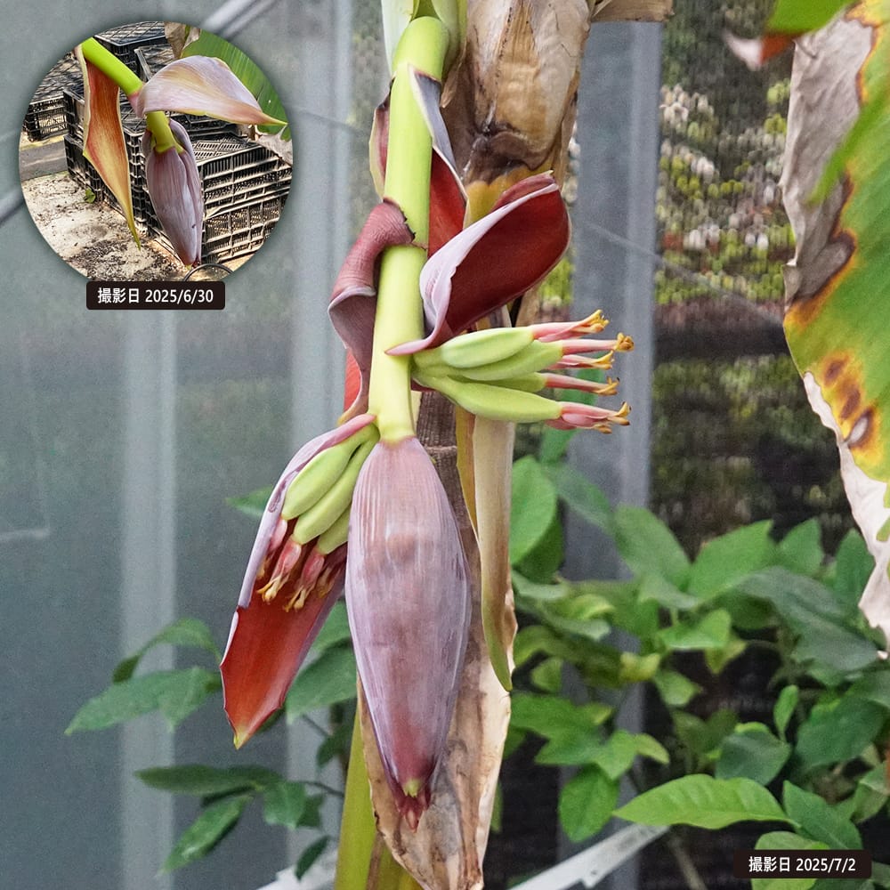 バナナ 銀バナナ 5