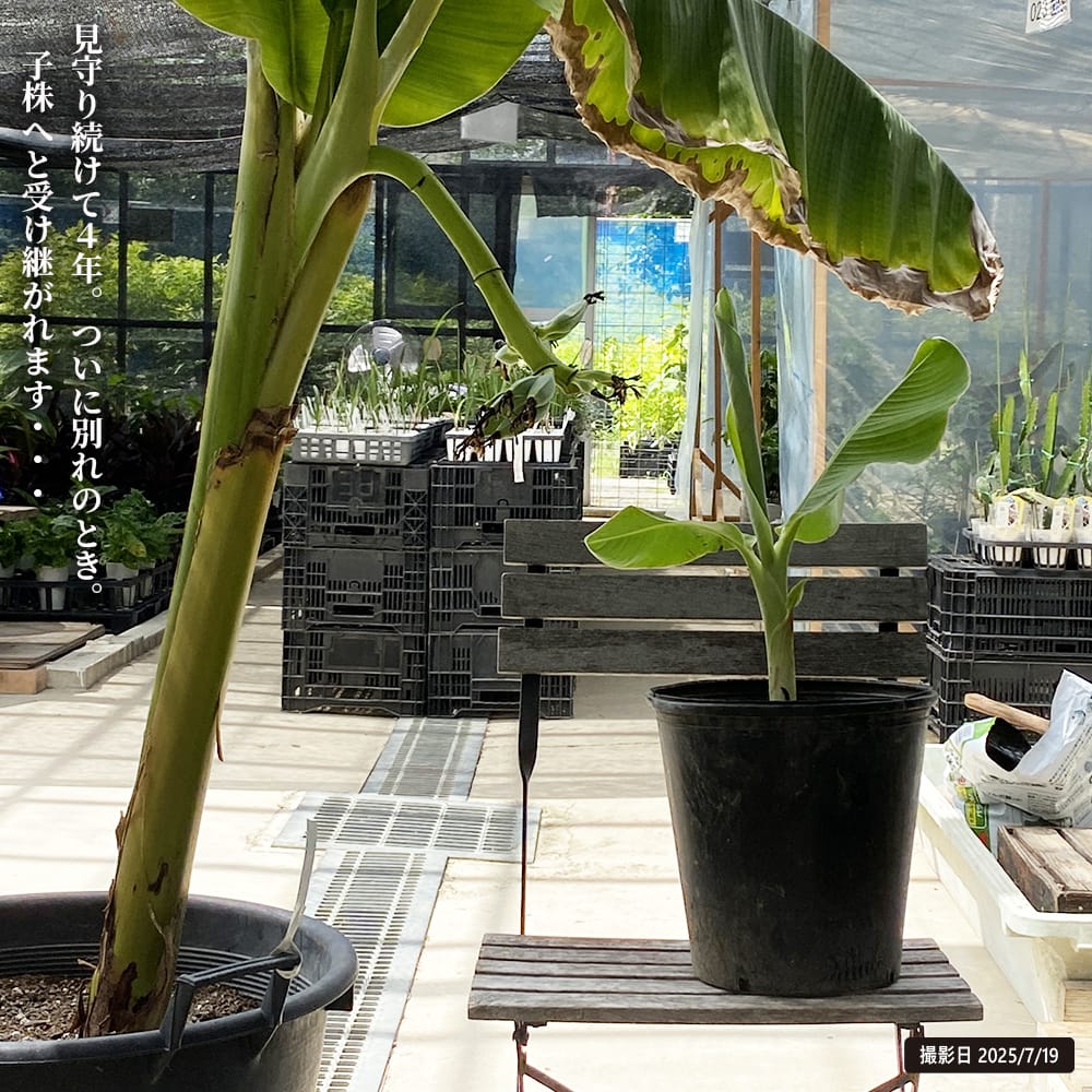 バナナ 銀バナナ 10