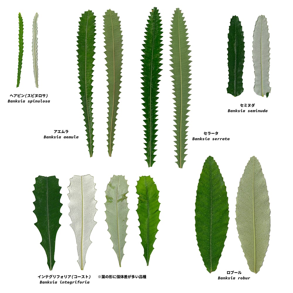 バンクシア インテグリフォリア コーストバンクシア 苗 販売 苗木部