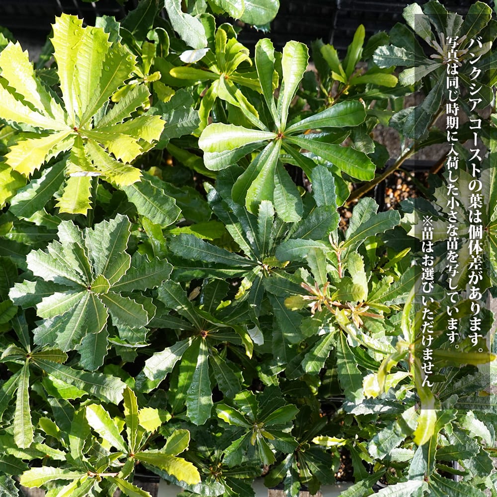 バンクシア インテグリフォリア コーストバンクシア 苗 販売 苗木部