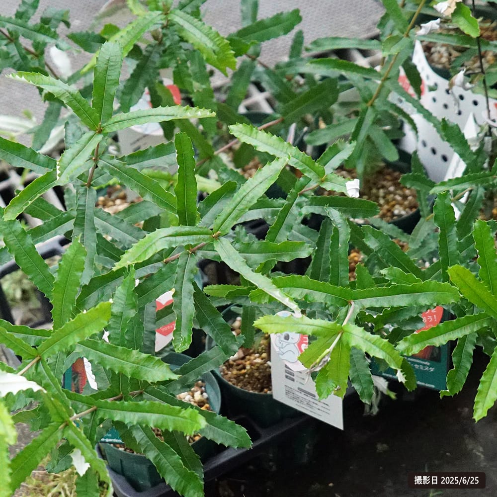 バンクシア セミヌダ 1