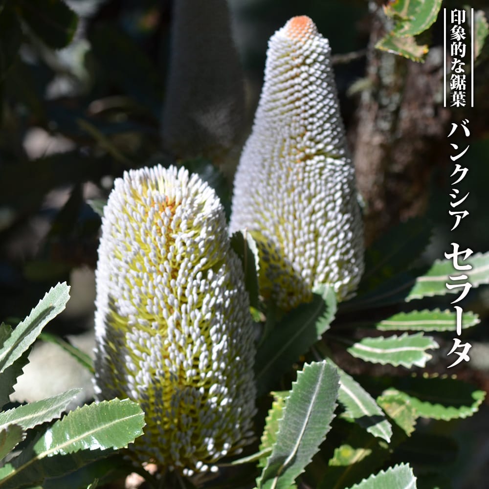 バンクシア セラータ