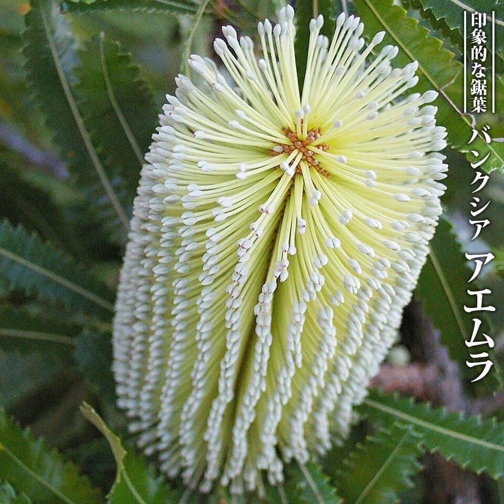 バンクシア アエムラ 苗 販売 苗木部 By 花ひろばオンライン