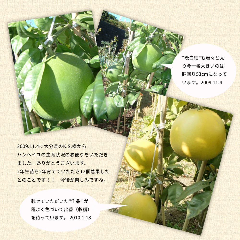 柑橘 ザボン 晩白柚 苗 通販 苗木部 By 花ひろばオンライン