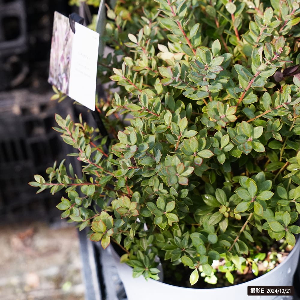 ブルーベリー インディゴブルー 苗 販売 苗木部 By 花ひろばオンライン