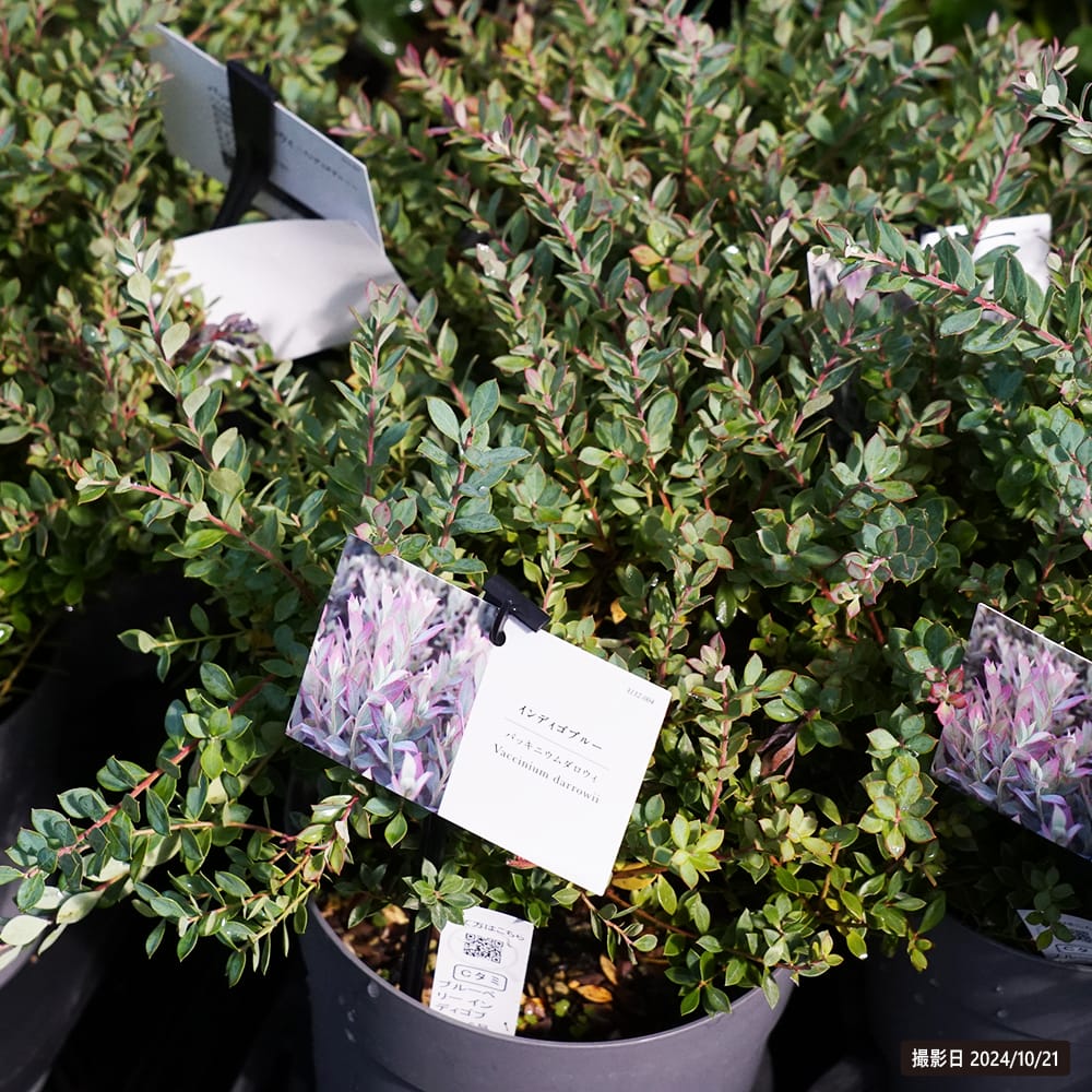 ブルーベリー インディゴブルー 苗 販売 苗木部 By 花ひろばオンライン
