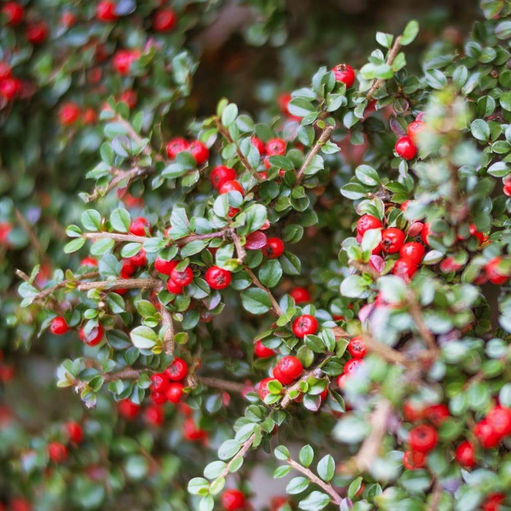 紅紫檀 苗 販売 苗木部 By 花ひろばオンライン