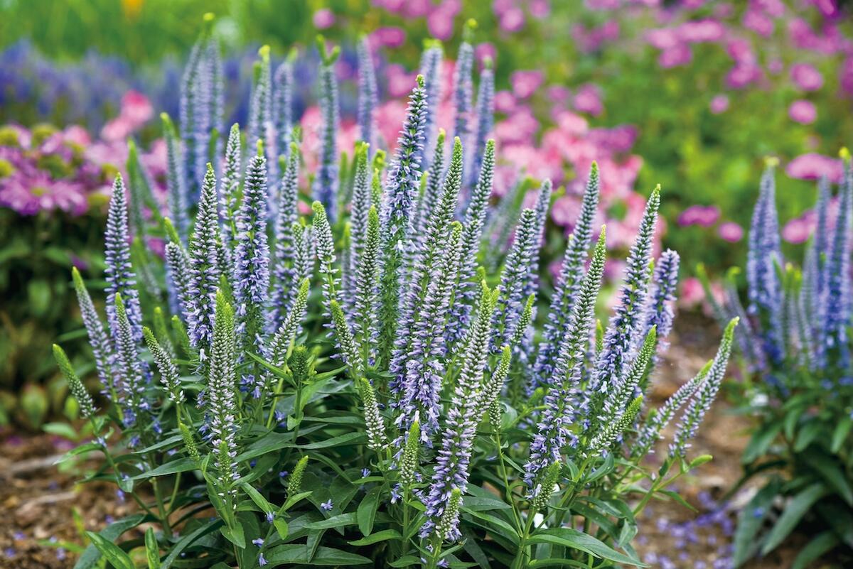 ベロニカ エバーアフター 