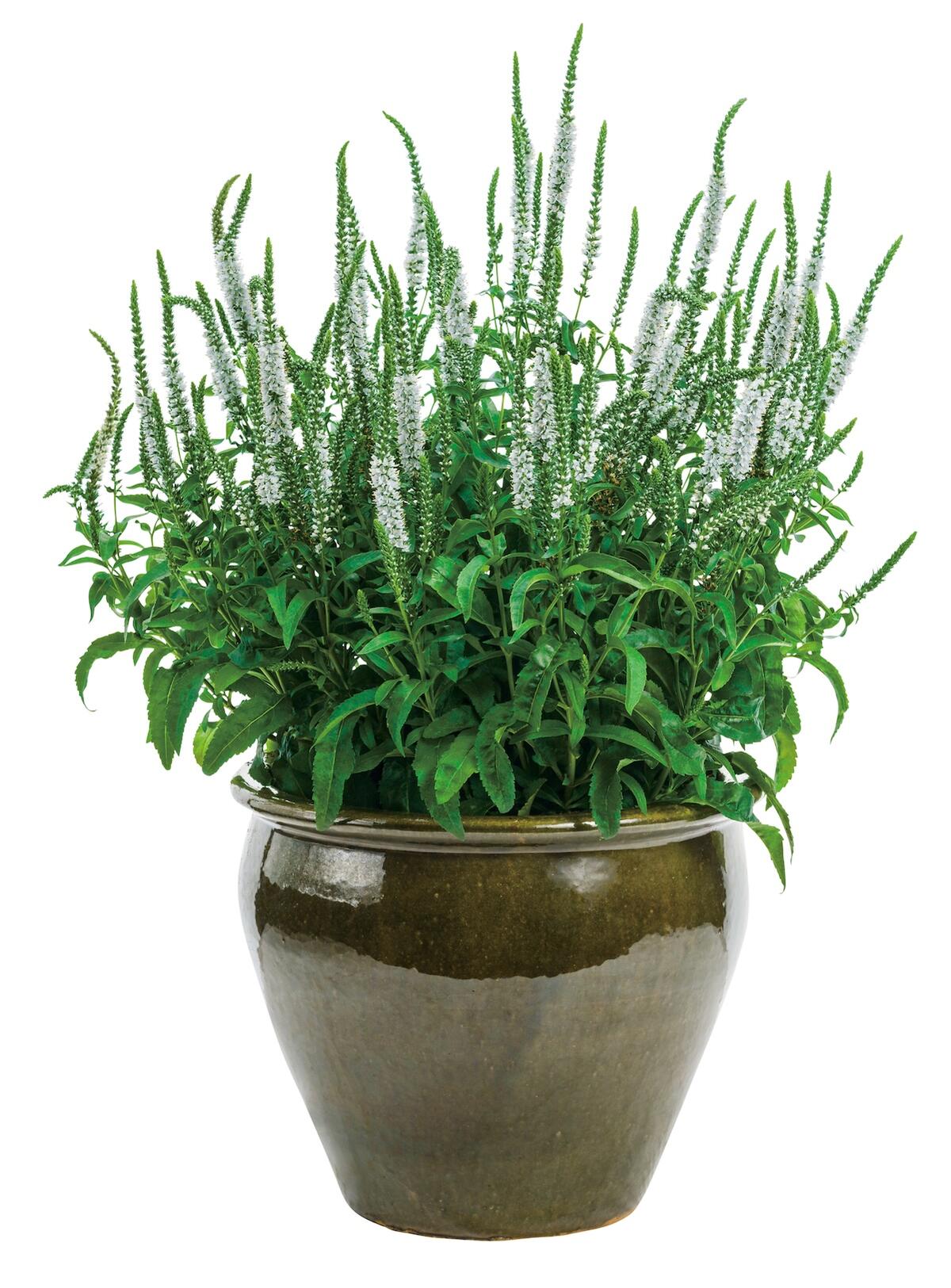 ベロニカ ホワイトワンズ 1