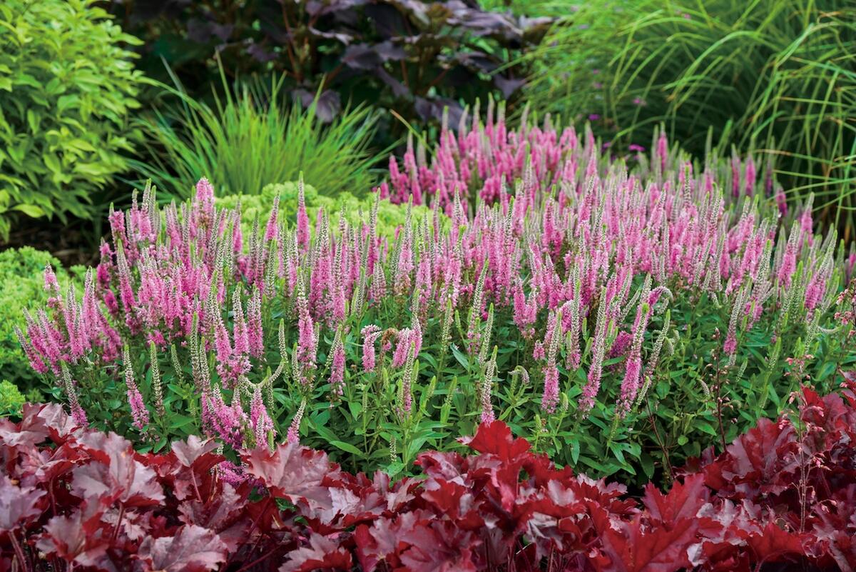 ベロニカ ピンクポーション 2