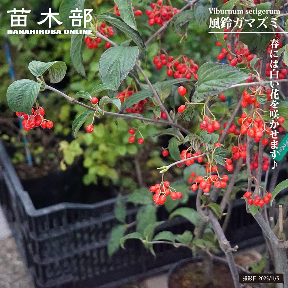 風鈴ガマズミ 風鈴ガマズミ 