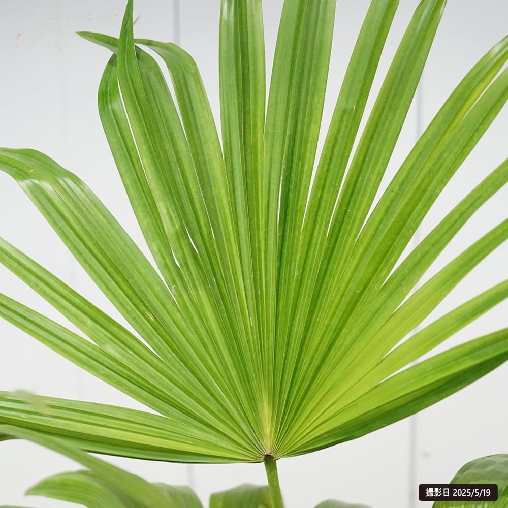 ヤシ ビロウヤシ 苗 販売 苗木部 By 花ひろばオンライン