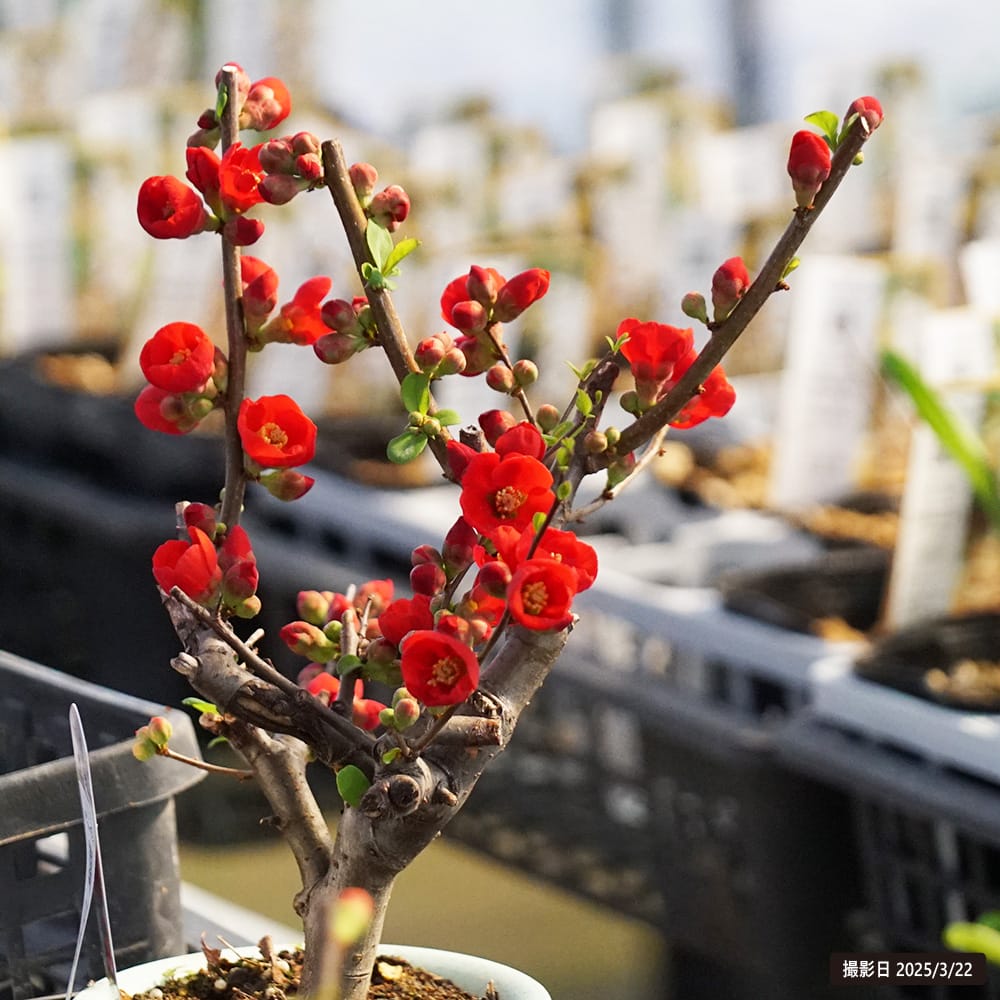 苗 苗木部 By 花ひろばオンライン