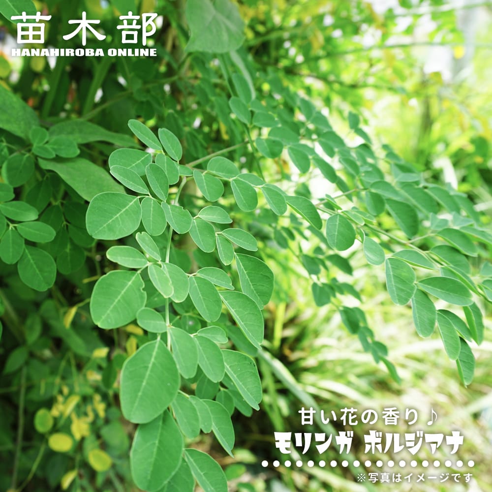 モリンガ ボルジアナ 