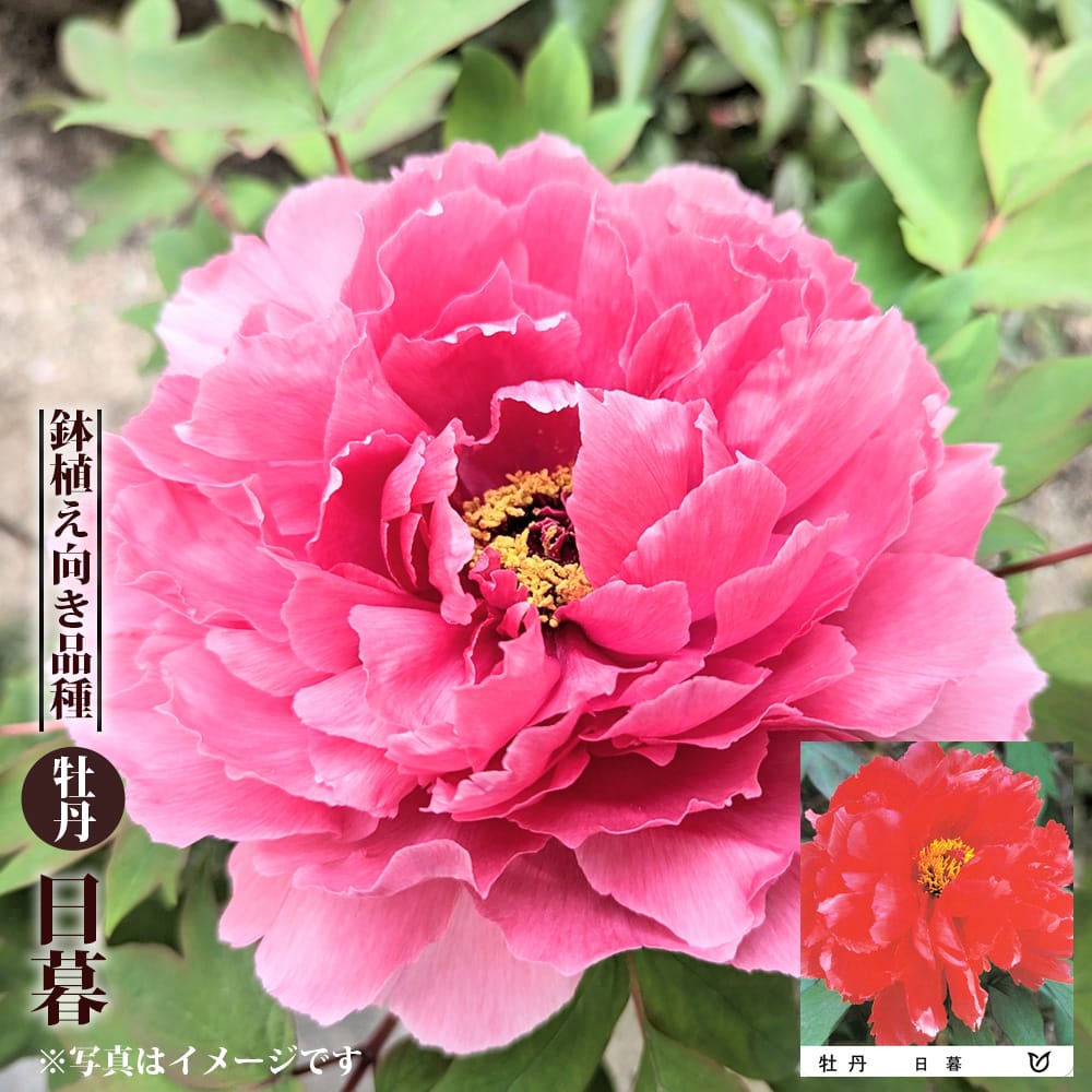 牡丹 日暮の販売 苗木部 By 花ひろばオンライン