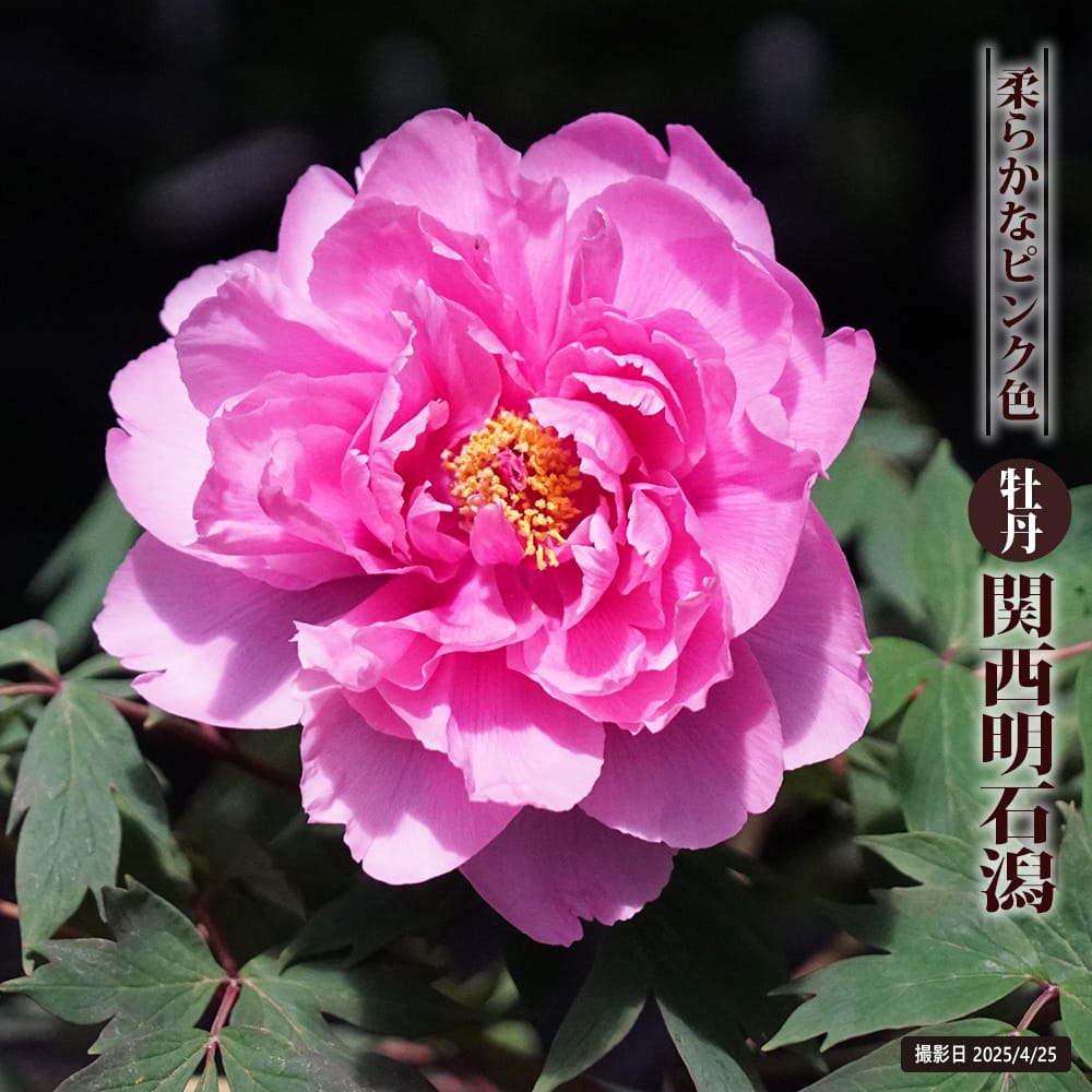 牡丹 関西明石潟 