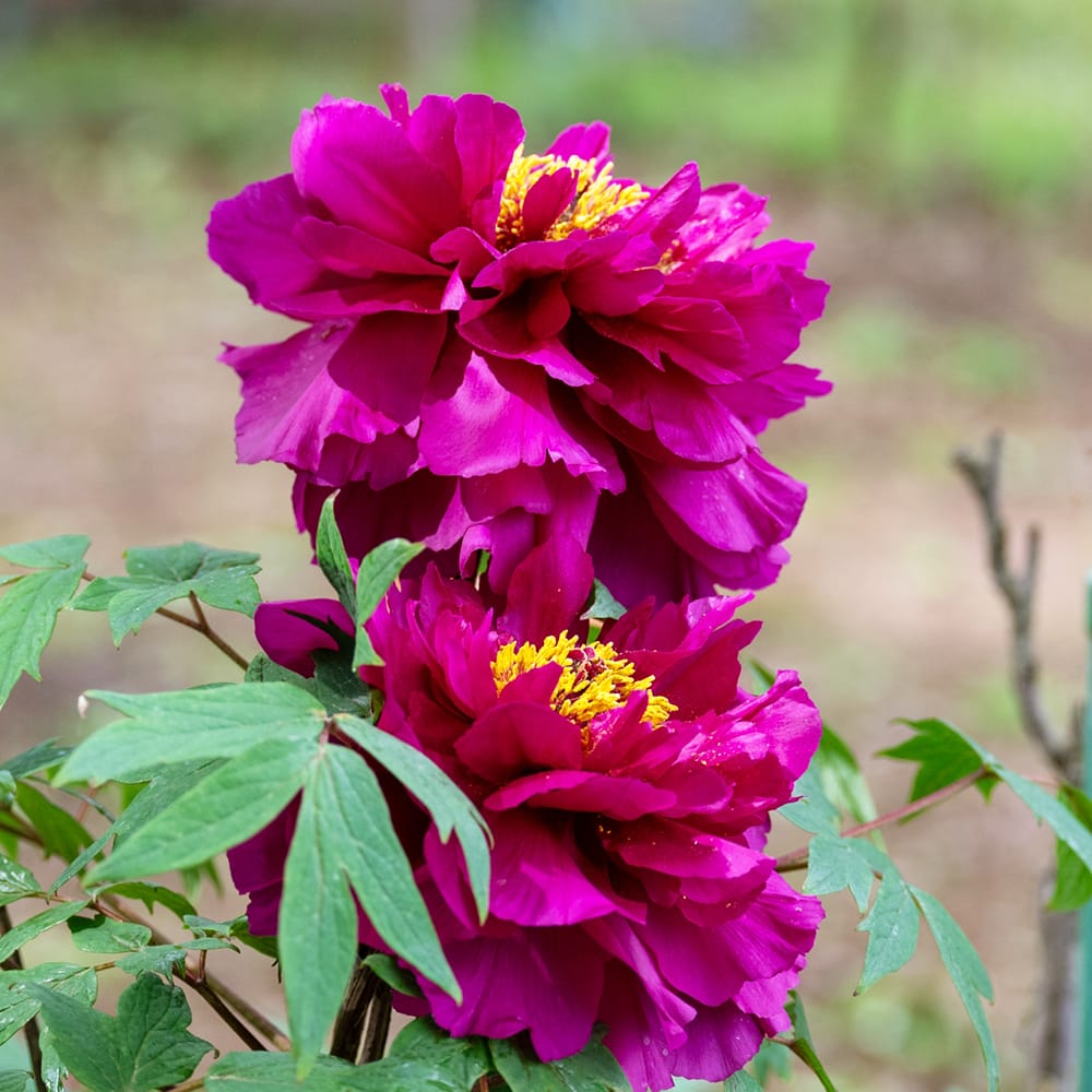 牡丹 新国色 苗 販売 苗木部 By 花ひろばオンライン