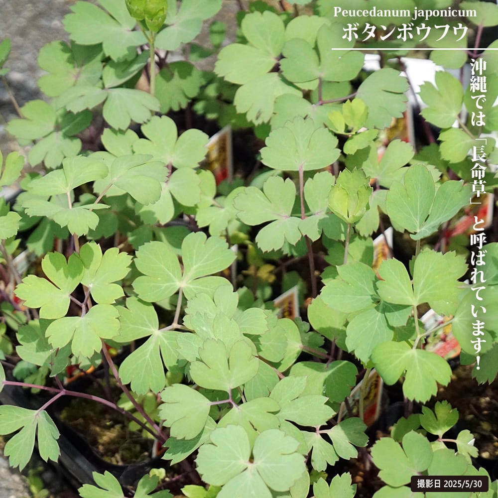 ボタンボウフウ ボタンボウフウ 