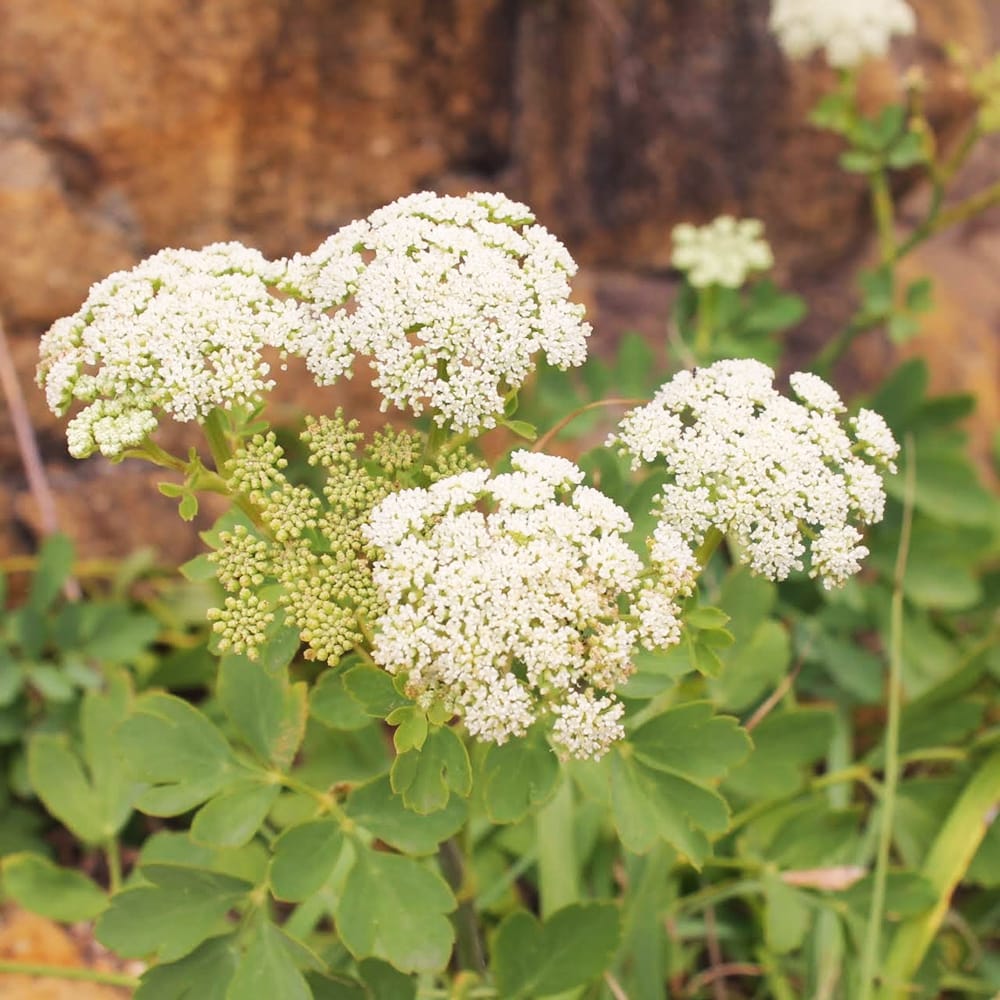 ボタンボウフウ ボタンボウフウ 1