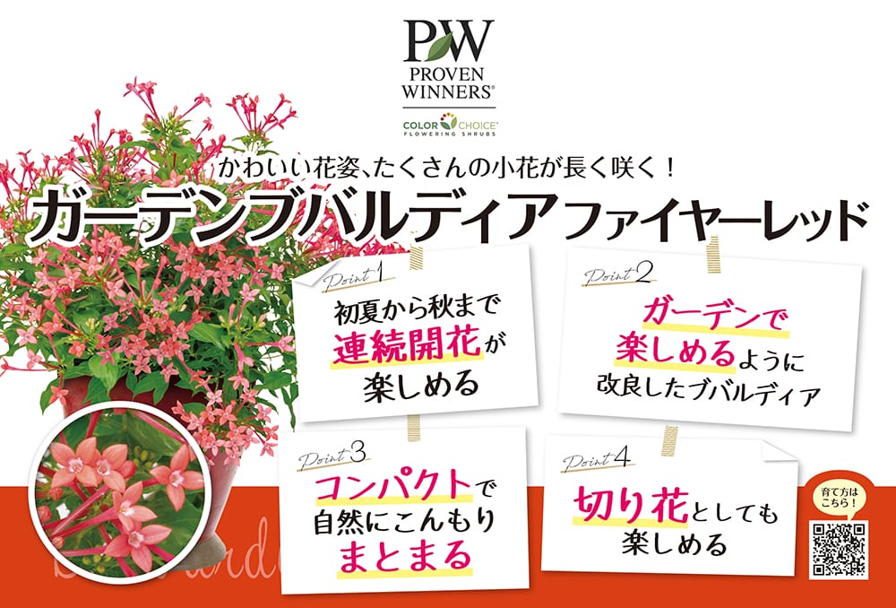 ガーデンブバルディア ファイヤーレッド 1