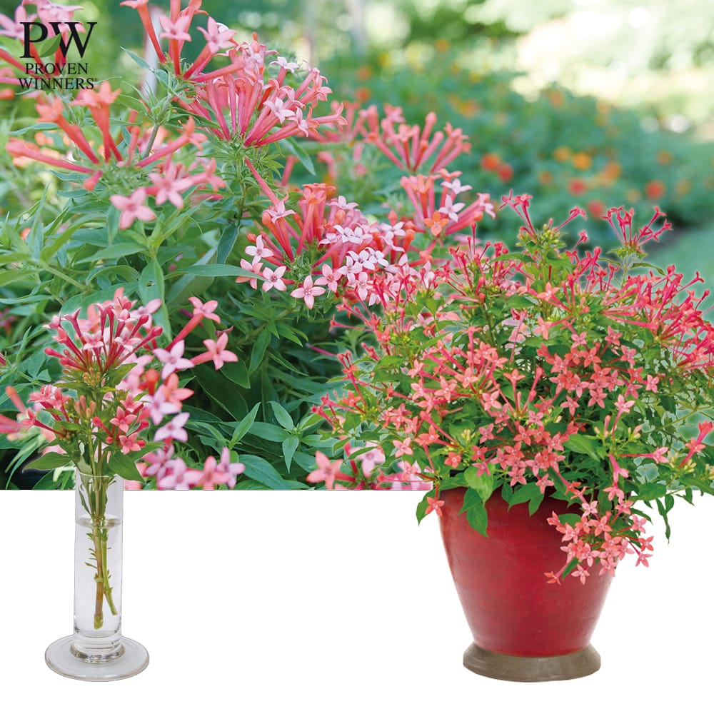 ガーデンブバルディア ファイヤーレッド 2