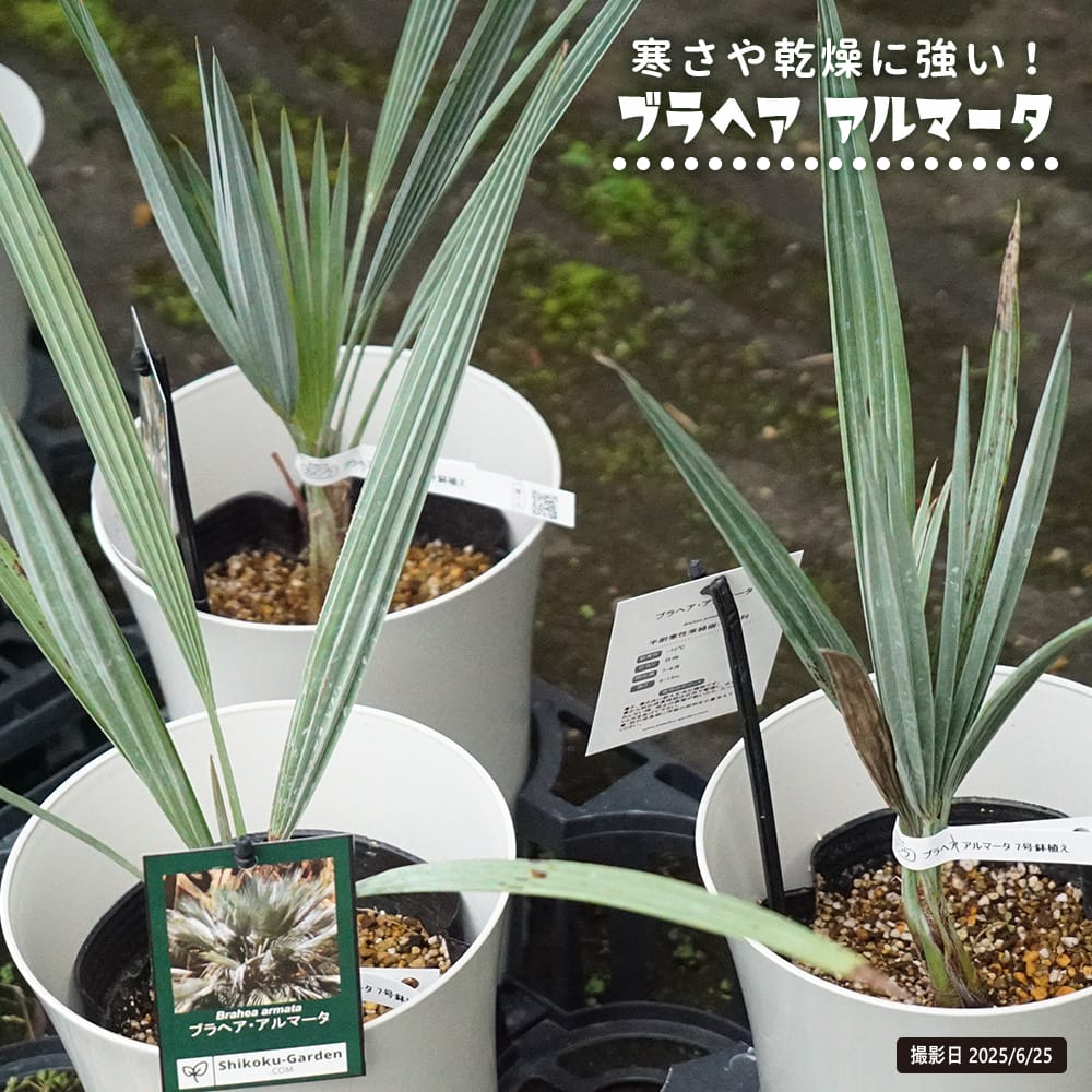 ブラヘア アルマータ 苗 おすすめ 苗木部 By 花ひろばオンライン