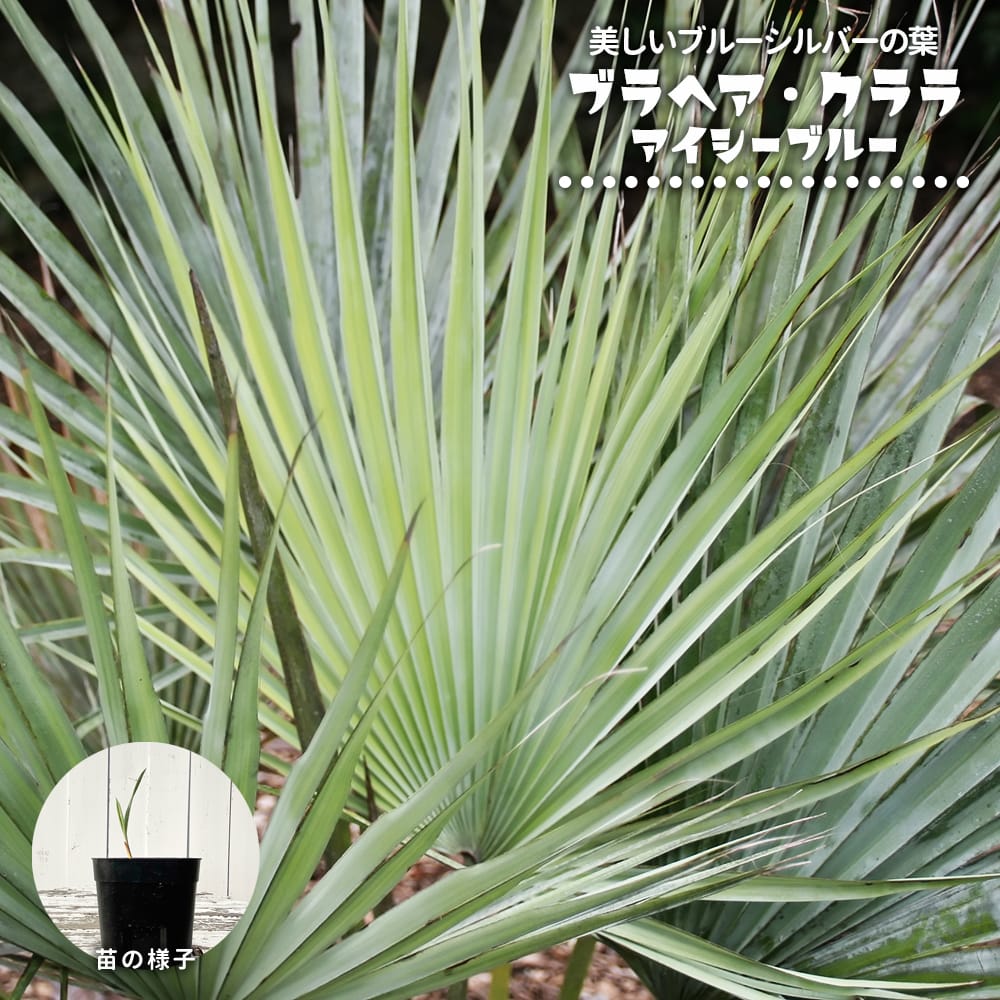 ブラヘア ブラヘア クララ  