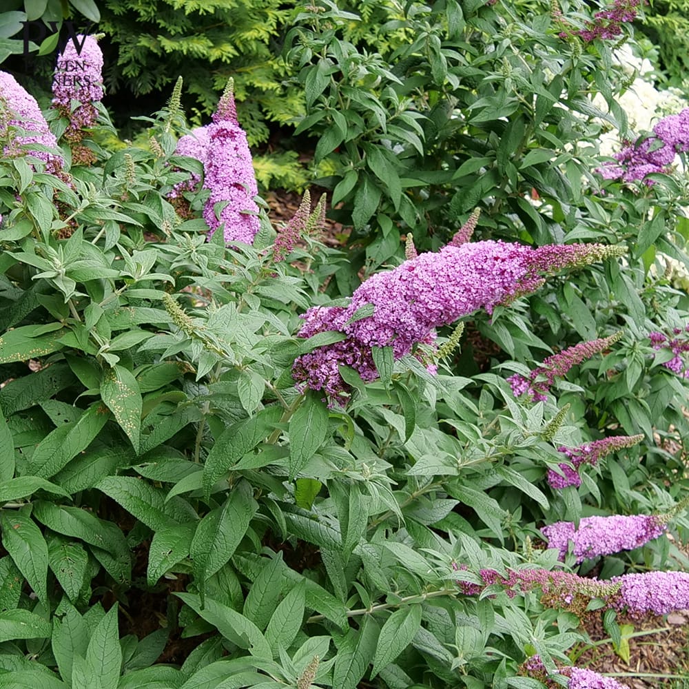 ブッドレア  ピンカー 2