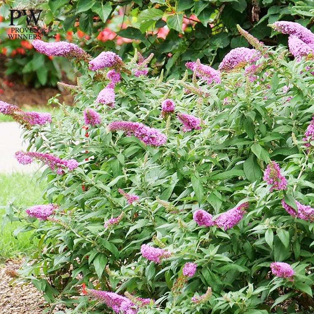 ブッドレア  ピンカー 1