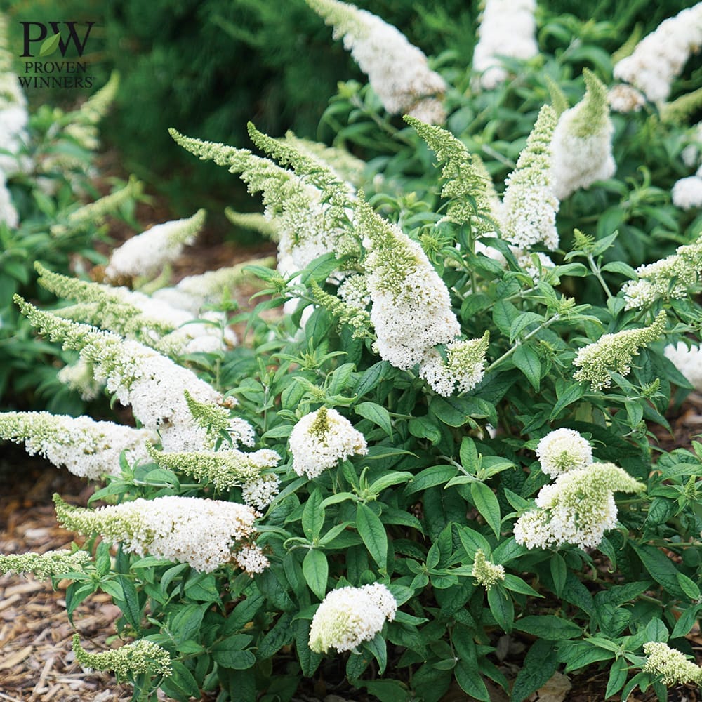 ブッドレア ホワイト 2