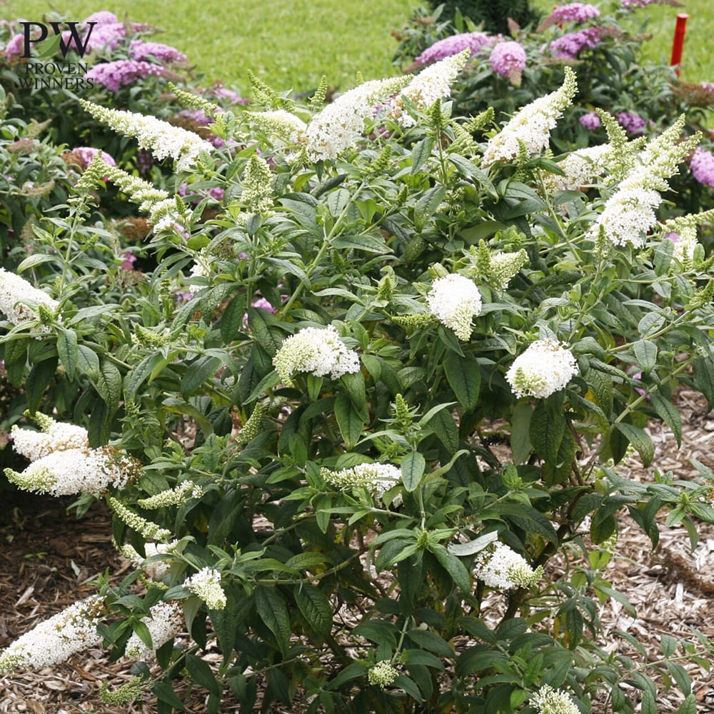 ブッドレア ホワイト 3