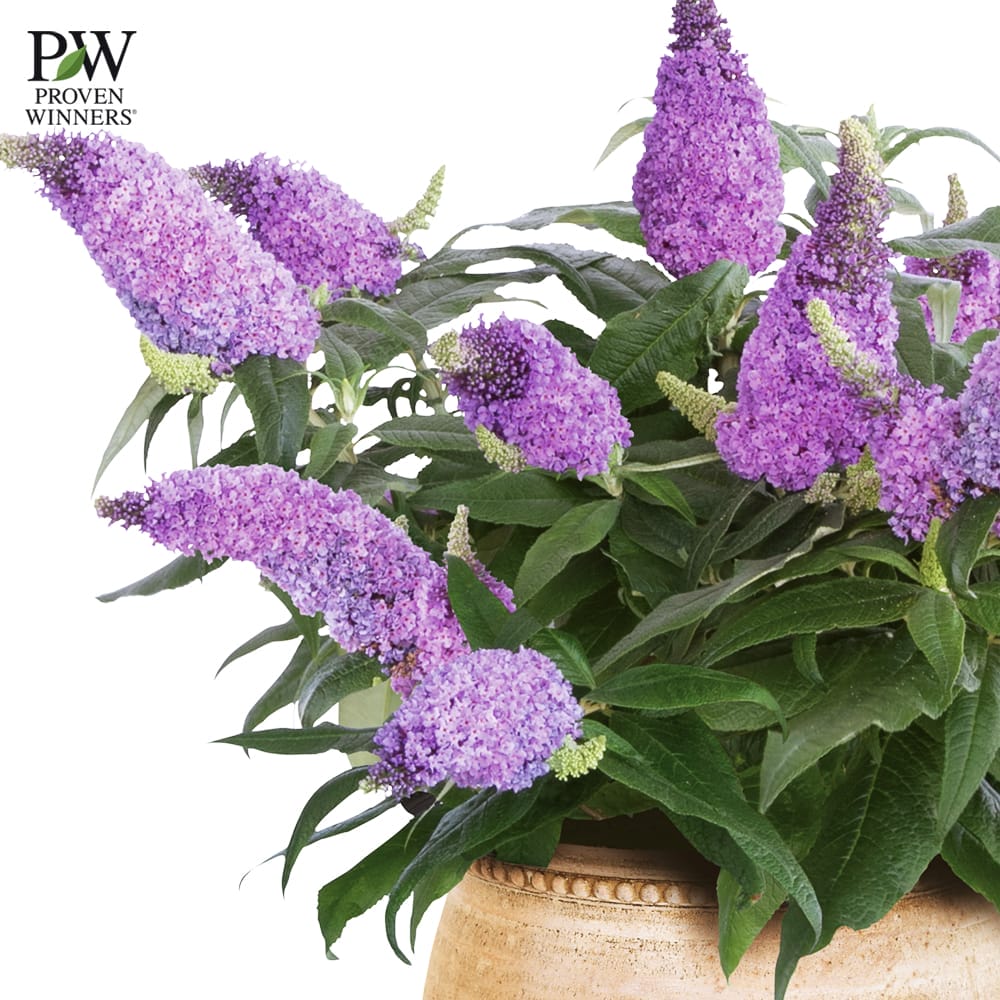 ブッドレア アメジスト 2