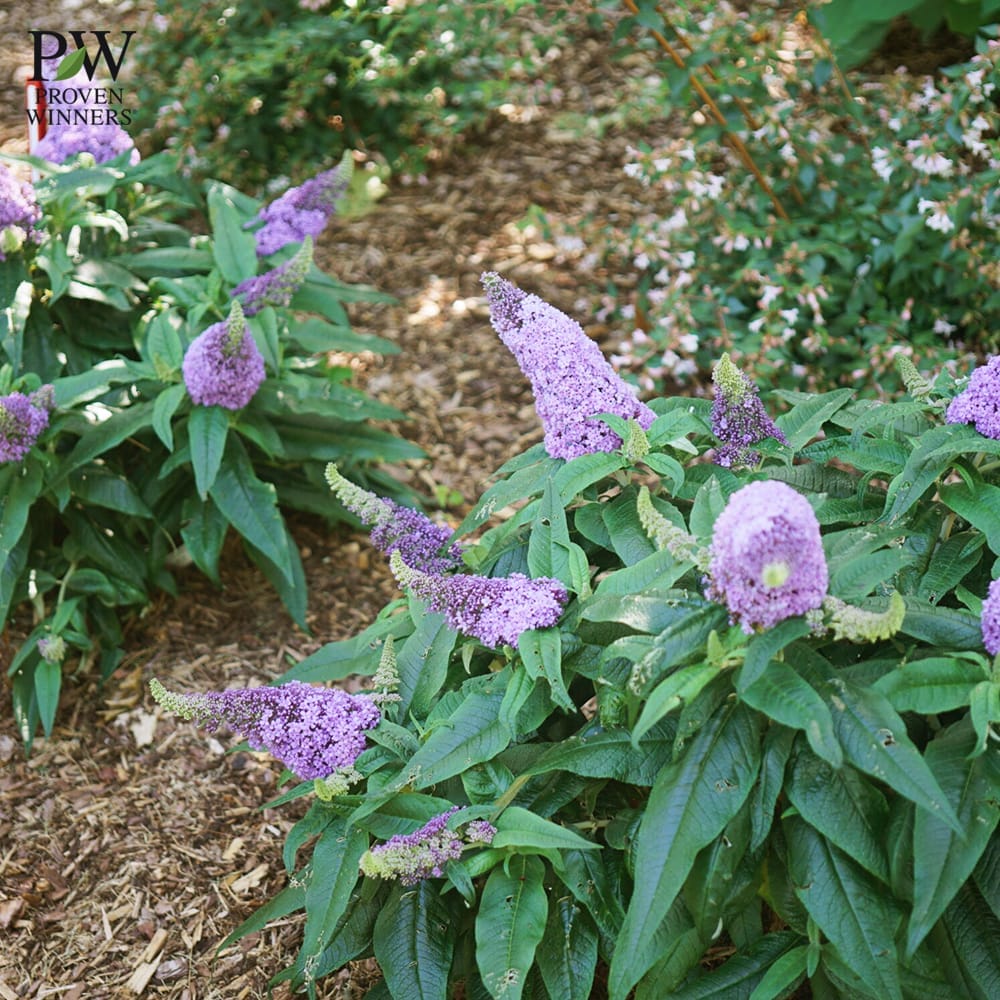 ブッドレア アメジスト 3