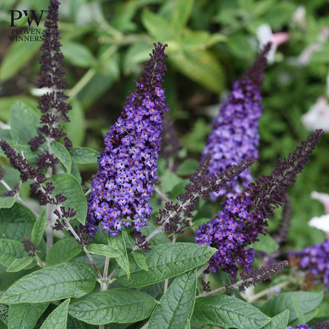 ブッドレア ブルー 2