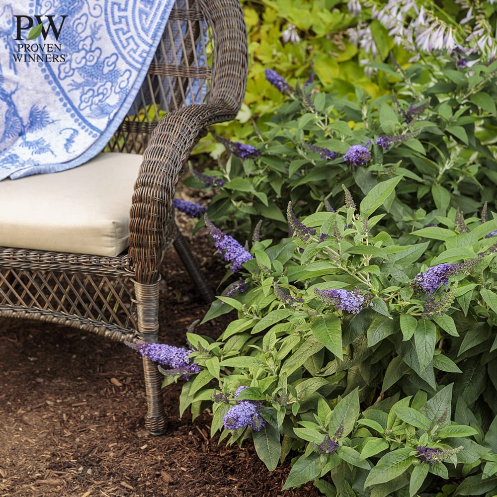 ブッドレア ブルー 3